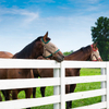 European Style Architecture Iron Steel Farm Fence 